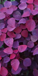 Plants,Animals,Violet,Leaves,Background