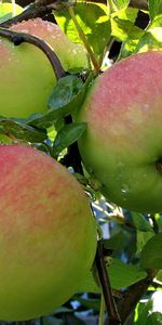 Plantas,Frutas,Manzanas