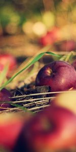 Plants,Apples,Fruits