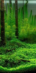 Plantes,Aquariums