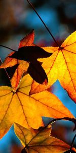 Plants,Autumn,Leaves