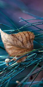 Plants,Autumn,Leaves