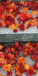 Plants,Autumn,Leaves