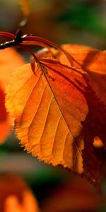 Plantes,Feuilles,Automne