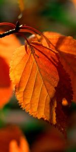 Plants,Autumn,Leaves