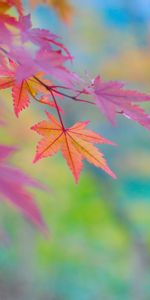 Plants,Autumn,Leaves