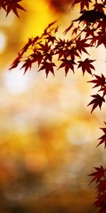 Feuilles,Plantes,Automne