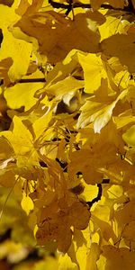 Plants,Autumn,Leaves