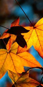 Plants,Autumn,Leaves