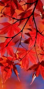 Plants,Autumn,Leaves