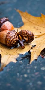 Plantas,Otoño,Hojas,Bellotas