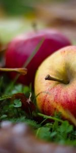 Plants,Autumn,Leaves,Apples,Fruits,Food