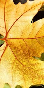 Plants,Autumn,Leaves,Background