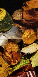 Contexte,Feuilles,Plantes,Automne