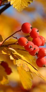 Plants,Autumn,Leaves,Berries