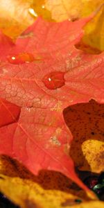 Plants,Autumn,Leaves,Drops,Background