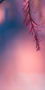 Plants,Background