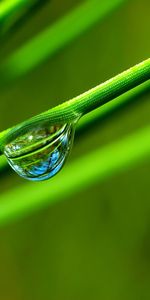 Plants,Background