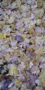 Plants,Background,Autumn,Leaves