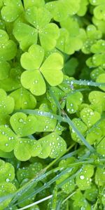 Plants,Background,Drops