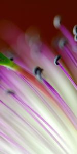 Plants,Background,Flowers