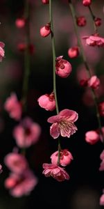 Plants,Background,Flowers