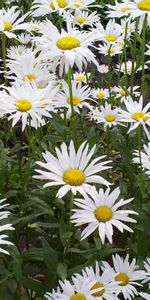 Plants,Background,Flowers,Camomile