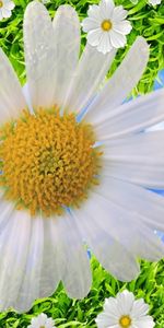 Plants,Background,Flowers,Camomile