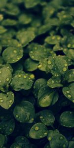 Plants,Background,Leaves