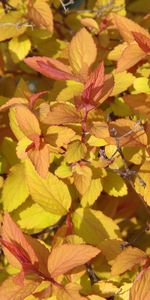 Plantes,Contexte,Feuilles