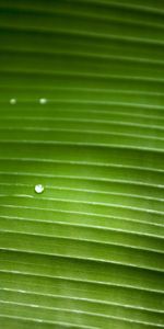 Plants,Background,Leaves