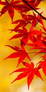 Plants,Background,Leaves