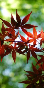 Plants,Background,Leaves