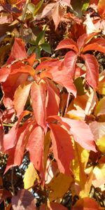 Plants,Background,Leaves