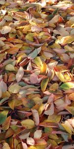 Plants,Background,Leaves