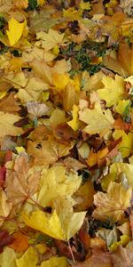 Plants,Background,Leaves