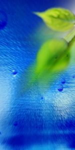 Plants,Background,Leaves