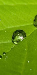 Plants,Background,Leaves