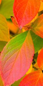 Plants,Background,Leaves,Autumn