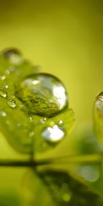 Plants,Background,Leaves,Drops