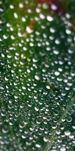 Plants,Background,Leaves,Drops