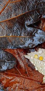 Plants,Background,Leaves,Drops