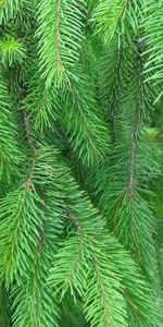 Plants,Background,Needle,Fir Trees