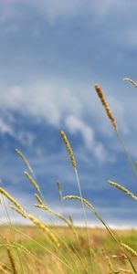 Plantas,Cielo,Fondo