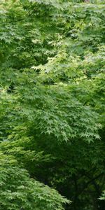 Plants,Background,Trees,Leaves