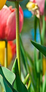 Plants,Background,Tulips,Flowers