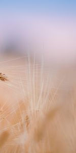 Plants,Background,Wheat