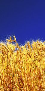 Plants,Background,Wheat