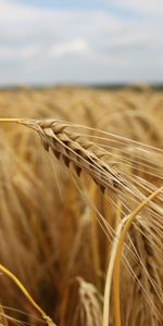 Plants,Background,Wheat,Fields