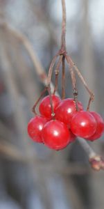 Plants,Berries